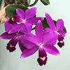 cattleya violacea